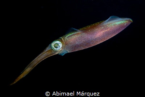 Caribbean Reef Squid by Abimael Márquez 